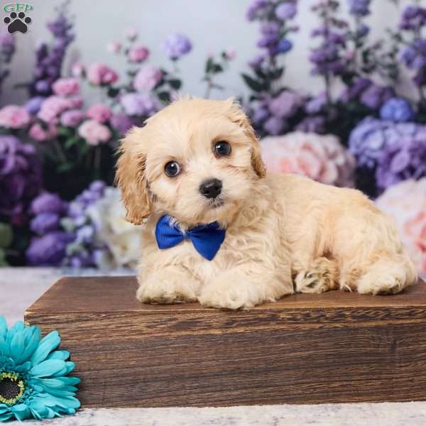 Alex, Cavachon Puppy